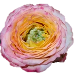 Citron Meringu Roses de jardin d'Equateur Ethiflora